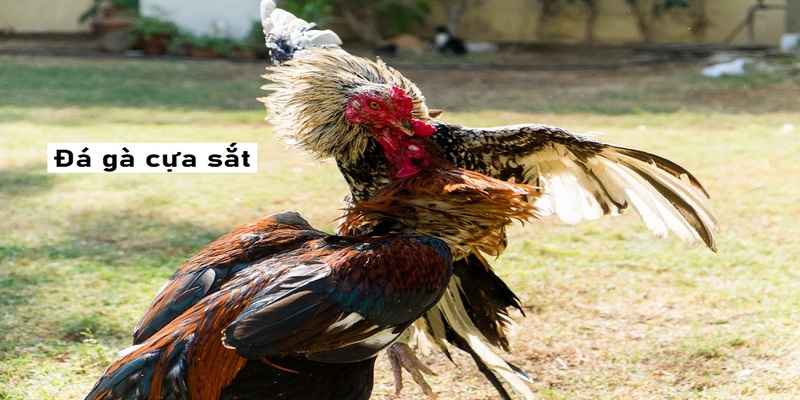 Cách tập luyện cho gà đá cựa sắt hiệu quả nhất