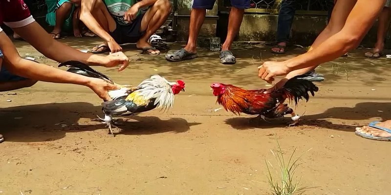 Trực tiếp đá gà cựa sắt Thomo Campuchia là gì?